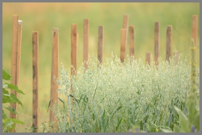 testbild