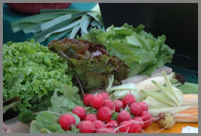 Bunte Salate