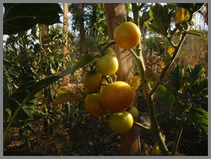 Tomaten